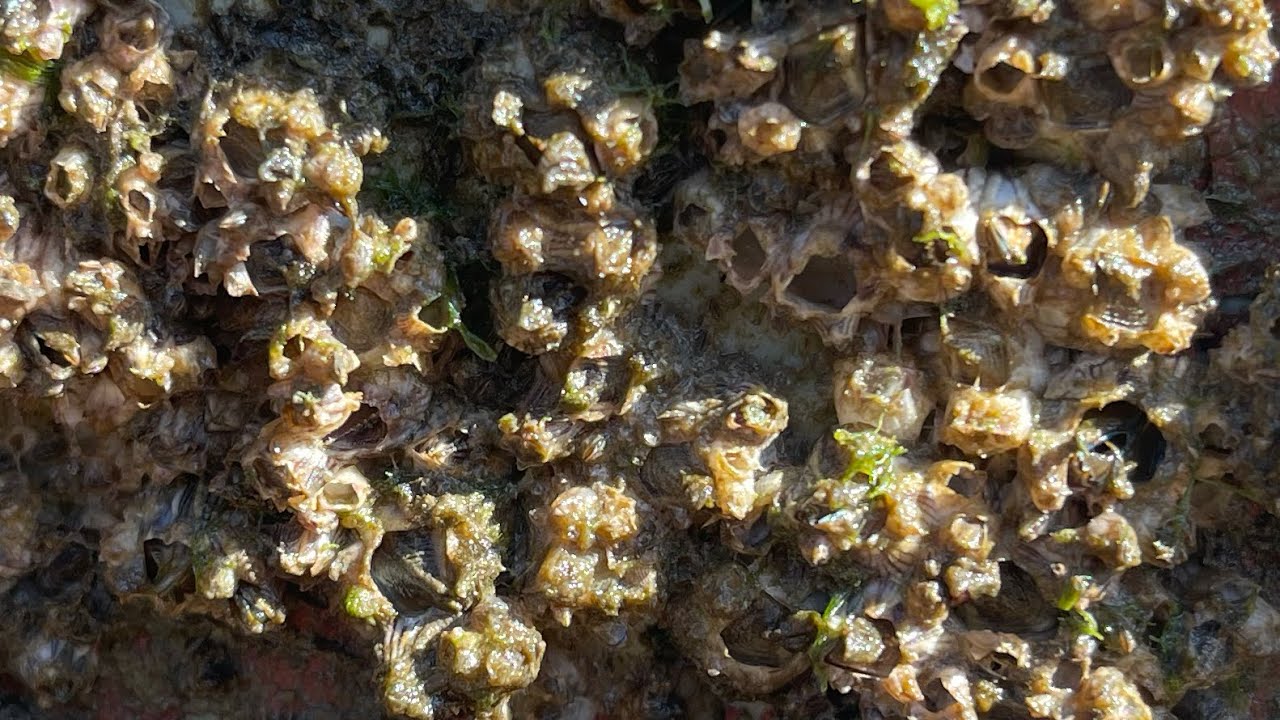 ASMR Boat Clean – Satisfying Barnacle Removal | No Talking (109)