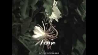 FLOR CABALLERO DE LA NOCHE.wmv - YouTube