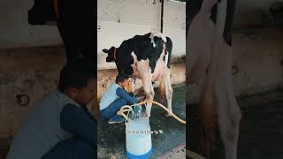 sanwariya dairy farm 🐄.. #dairyfarming #dairyherd #brarandsandhudairyfarm