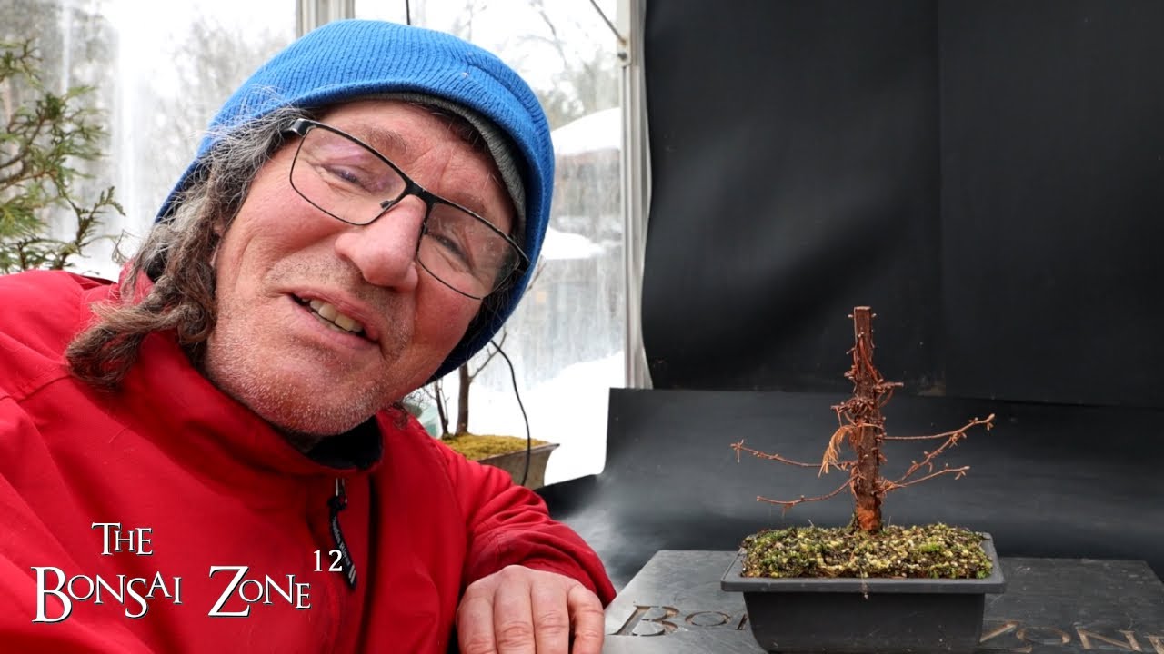 Repotting My Dawn Redwood, The Bonsai Zone, March 2025