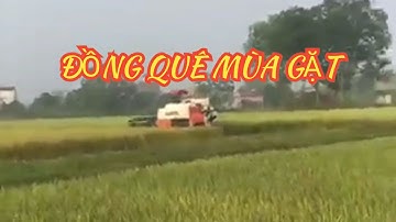 Cánh đồng quê hương tôi mùa gặt, người nông dân thu hoạch lúa như nào | Kỷ Nguyên Video
