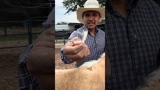 When is DNA Testing Mandatory for AQHA Foal Registration