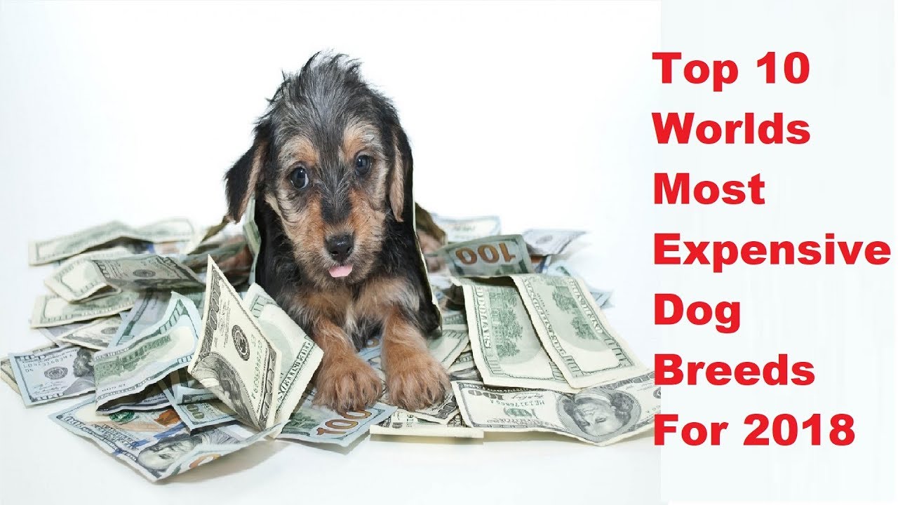 Top 10 Worlds Most Expensive Dog Breeds For 2018 - Fun Facts About Dogs