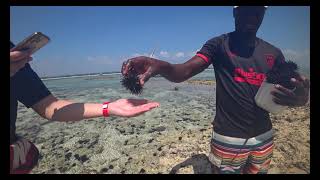 Рифы вышли из под воды! Максимальный отлив! Занзибар Танзания #2