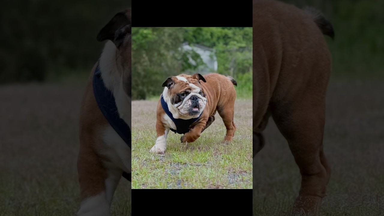 ＊Bulldogと男の子＊ ・ ブルドッグ男の子。もうすぐ1歳。 #ブルドッグ #大型犬のいる生活 #お