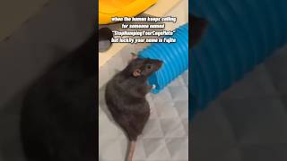 Female Rats Just Being Female Rats 