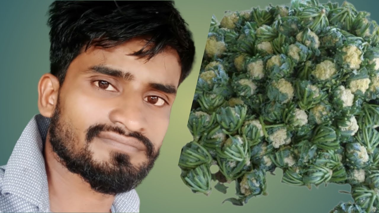 vegetables name vegetables names in malayalam vegetables pictures