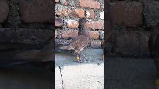 Banarashi Laal Jalehuye Tamde Kabutar (9586344792)#pigeon #kabootar #kabutar #pigeonsale #birds