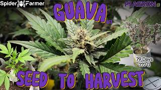 Guava RF3 Seed to Harvest 79 Days HST & LST Spider Farmer 2000 EVO Plagron Hydro & Terra