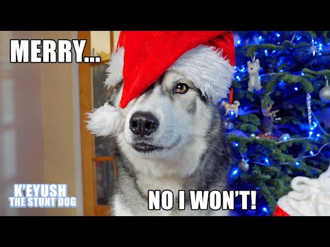 teaching-my-husky-to-say-merry-christmas!-and-argues-about-it!
