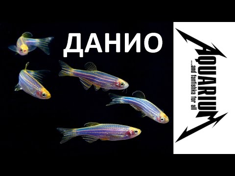 Видео: Filefish