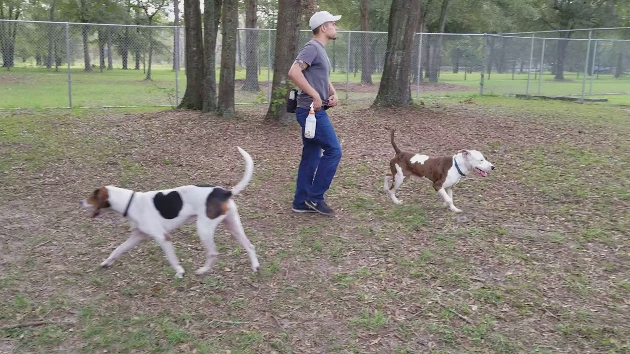 Play Groups are the Foundation of Training