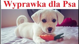 Wyprawka dla Psa - Czego potrzebuje Szczeniak by Ciekawski jak Polak 348 views 4 weeks ago 11 minutes, 22 seconds