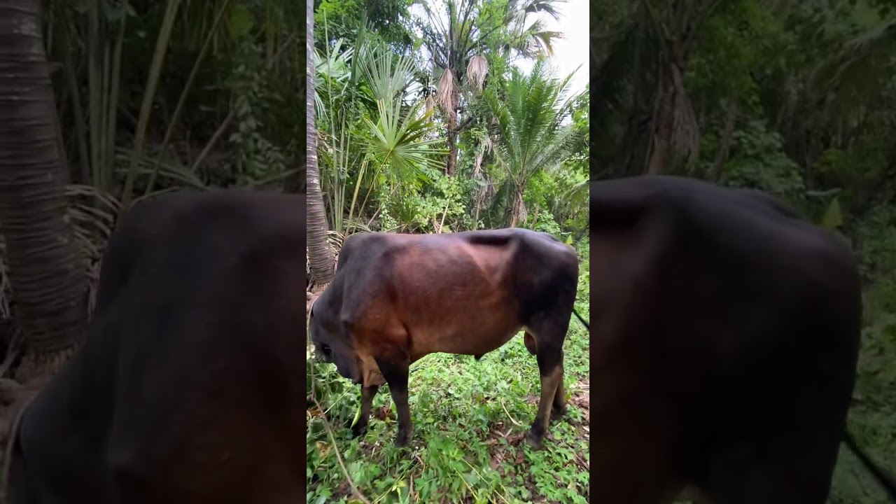 #nature#provincelife#bukidlife#cowlover#freshair#trendingshorts#shortvideo#shortsviral
