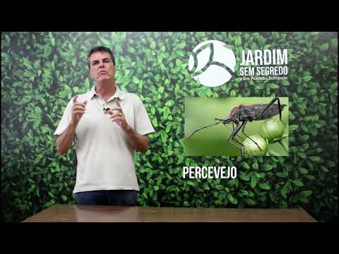 Vídeo: Pragas De Jardim De Verão - Como Proteger A Colheita? Mariposa Da Fruta, Gorgulho, Besouro Da Framboesa. Foto