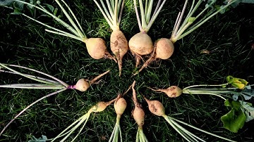 Harvesting Rutabagas and How to Use Them