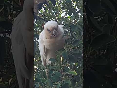 Cacatua sanguinea - Little Corella - Kakadu sinooka #nature #birds #parrot #vlog