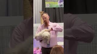 Selkirk Rex kitten at the cat show #shorts