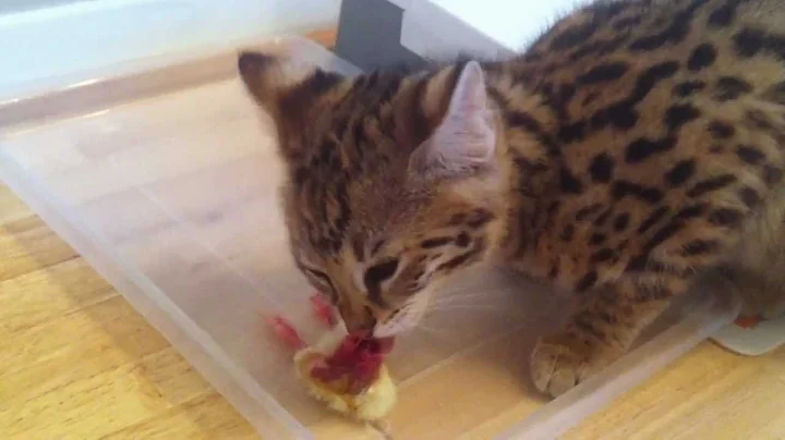 Video 11037881: f1 savannah kitten, kitten enjoying