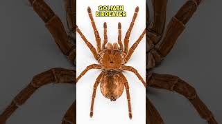 🕷 Top 3 BIGGEST Spiders in the World! #Shorts #Spider