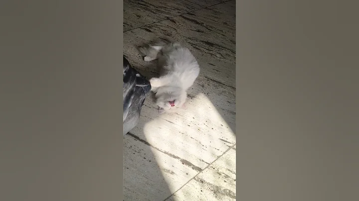 Video 10893741: persian cat meowing cute, persian cats funnycats, cute funny persian cats