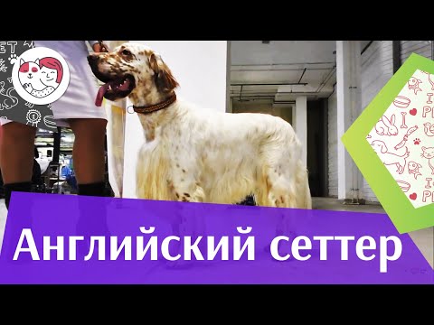 Английский сеттер на ilikepet. Особенности породы, уход
