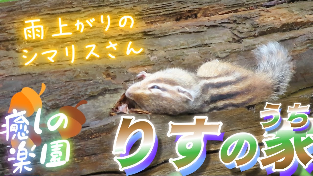 🐿️When the rain stops🤣🤣 - YouTube