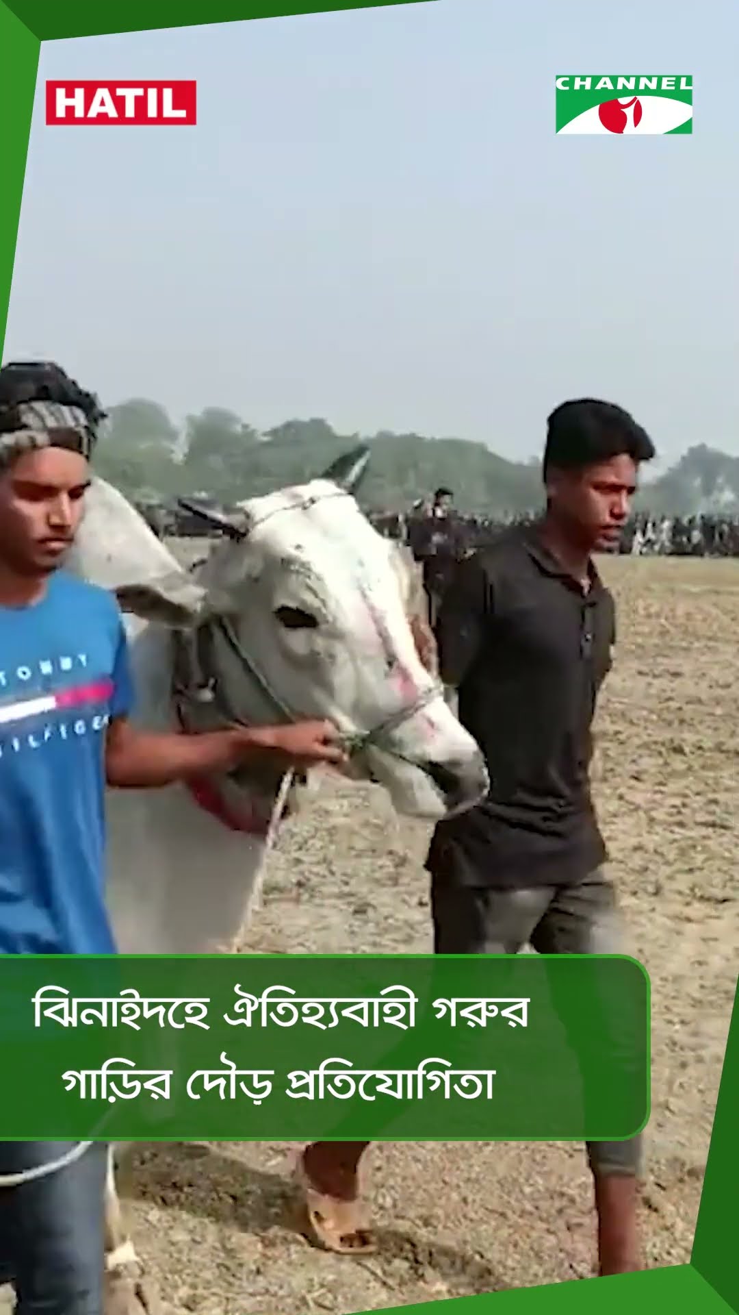 ঝিনাইদহে ঐতিহ্যবাহী গরুর গাড়ির দৌড় প্রতিযোগিতাv || Channel i News
