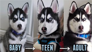 1.5 Years in 7 minutes! || GROWING/EVOLVING HUSKY COMPILATION VIDEO!!