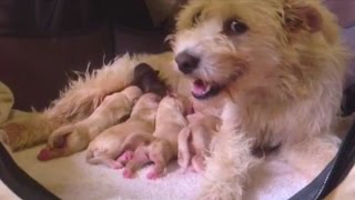 Rescued Stray Dog Has THE CUTEST Puppies | The Dodo