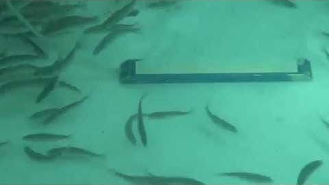 PENTAIR AES - POINTFOUR DIFFUSERS - OKSIJEN DIFFUSERLERI