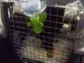 Rescued dogs fly to new home Rescued dogs fly to new home