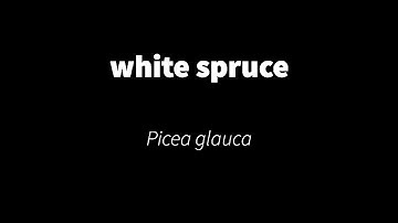 Picea glauca - white spruce