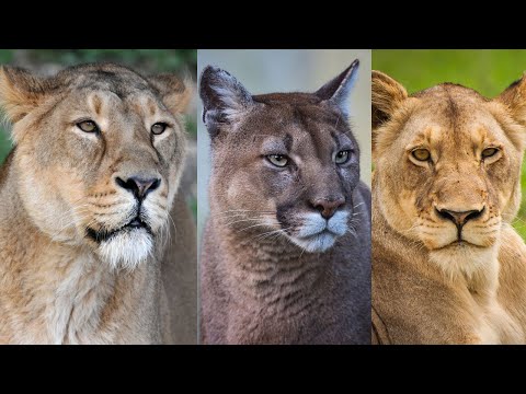 Video: Perbezaan Antara Singa Gunung Dan Puma