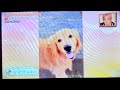 日本テレビ「スクール革命！」びすけ出演シーン