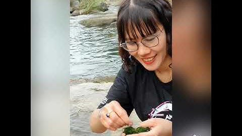 Rêu đá nướng - món ăn độc đáo từ núi rừng Tây Bắc