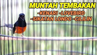 PANCINGAN murai batu BONGKAR ISIAN kenari,lovebird,sikatan londo,cililin cocok untuk MASTERAN