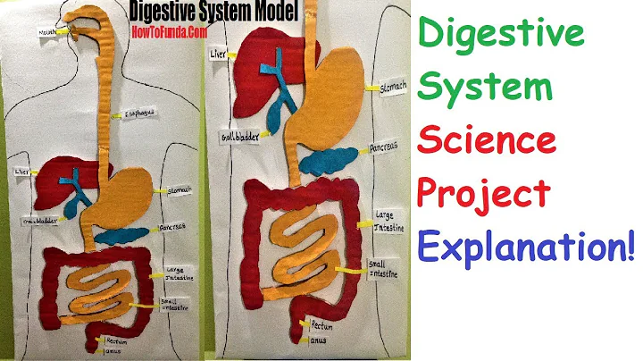 digestive system explanation for school science exhibition | howtofunda