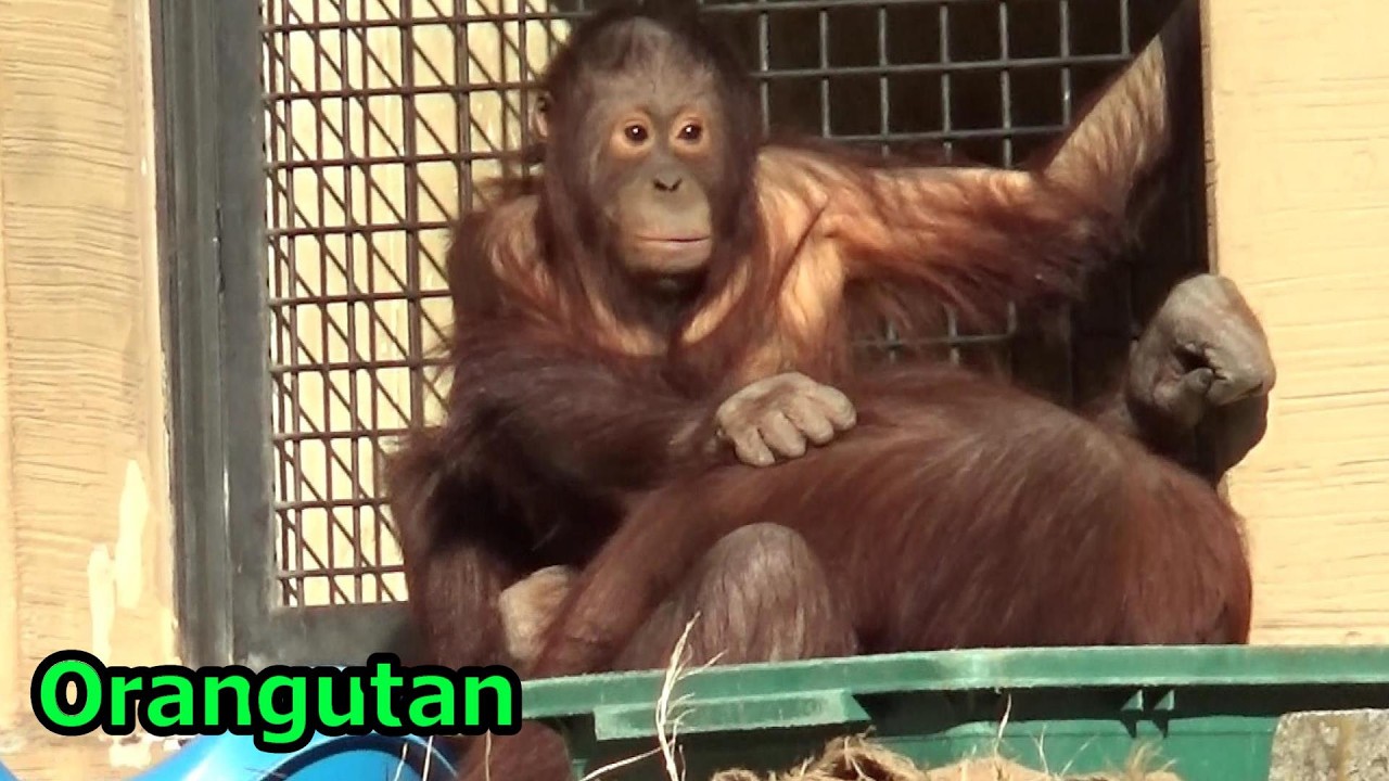 Amazing orangutan family #613 オランウータン家族の日常【Cute
