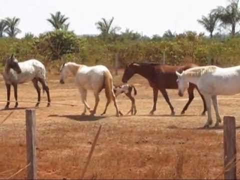 Mula tenta matar potro recém-nascido / Nóis é nóis - Banda Faro