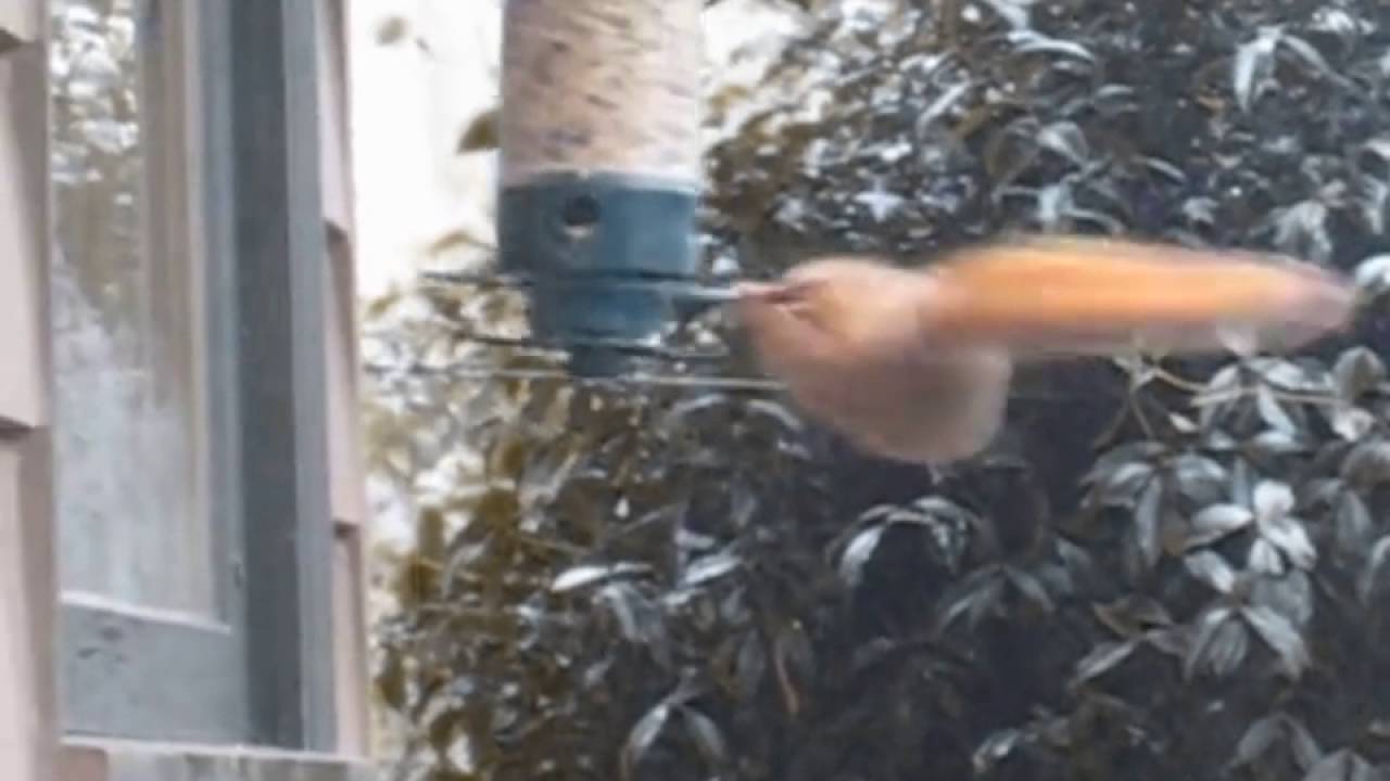 Chandelier Sia Squirrel Swings From Bird Feeder Youtube