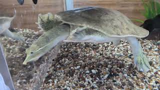 Active Spiny Softshell Turtle Explores Tank