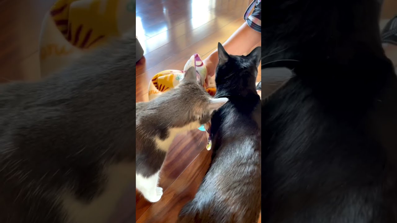 How To Introduce Cats Two Crazy Cat Ladies Introduction