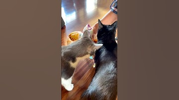How To Introduce Cats | Two Crazy Cat Ladies #cats #introduction #cat