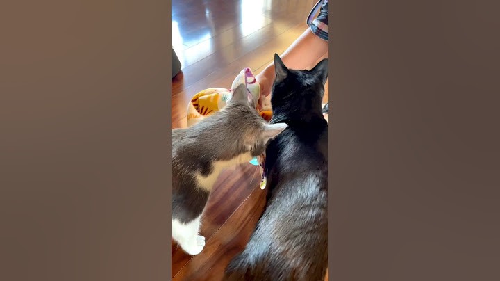 How To Introduce Cats | Two Crazy Cat Ladies #cats #introduction #cat