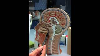 Sagittal head model