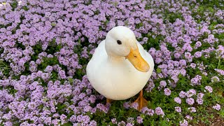 Our Pet Call Ducks In Flower Garden. (Asmr)