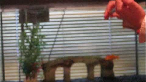 Shaping a goldfish to swim under a bridge using clicker training