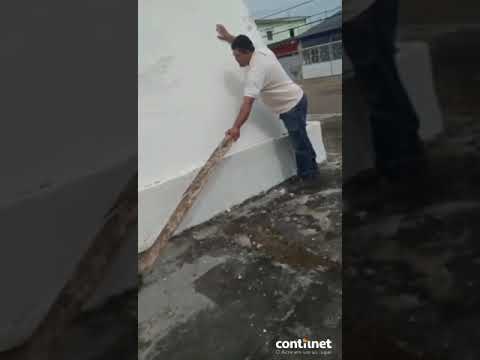 Jiboia capturada por moradores em Rio Branco