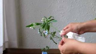 ３分フラワーアレンジ ブルースターってどんな花 扱い方と特徴 Youtube
